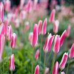Fuji X-Pro1 and XF 35mm F1.4 R lens