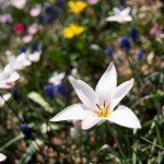 Fuji X-Pro1 and XF 28mm F2.0 R lens
