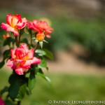 Leica M9 and 50 Summilux ASPH