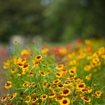 50 Summilux ASPH