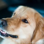 Leica M9 and 75 Summilux