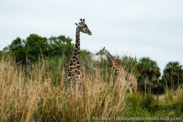 fuji-x-pro1-disney-14