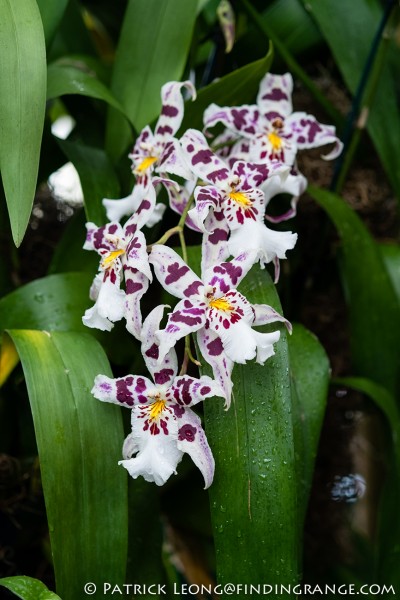 Fuji X-Pro1 and XF 60mm F2.4 Macro Lens Botanical Garden 1