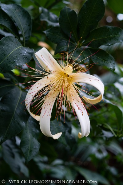 Fuji X-Pro1 and XF 60mm F2.4 Macro Lens Botanical Garden 2