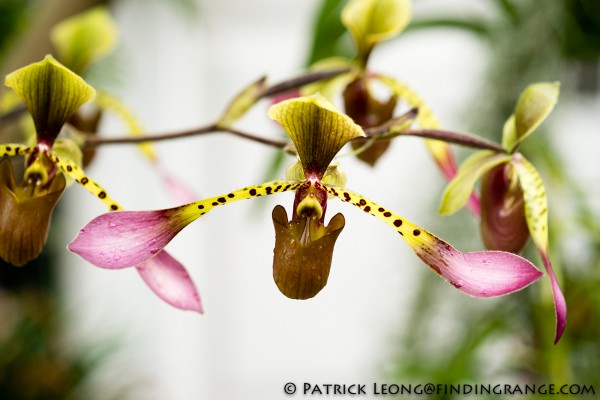 Fuji X-Pro1 and XF 60mm F2.4 Macro Lens Botanical Garden 3