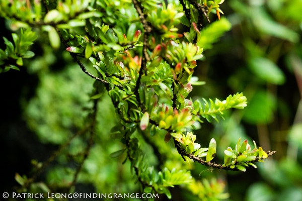 Fuji X-Pro1 and XF 60mm F2.4 Macro Lens Botanical Garden 5