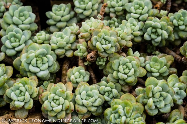 Fuji X-Pro1 and XF 60mm F2.4 Macro Lens Botanical Garden 6