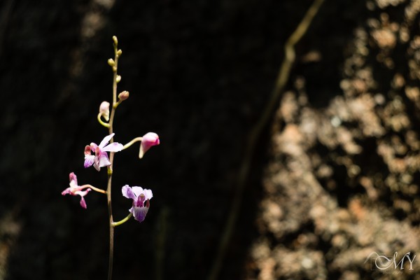 Fuji-X-E1-Helios-44M-Meng-Yeap-19