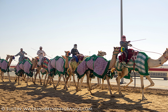 Dubai-Camel-Ride-Olympus-OM-D-E-M1-Panasonic-25mm-F1.4