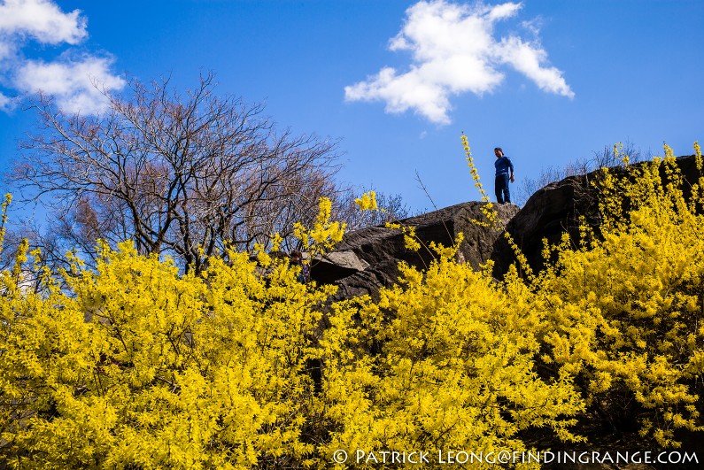 Leica-M-Typ-240-35mm-Summicron-ASPH-Central-Park-Candid-Street-New-York-City