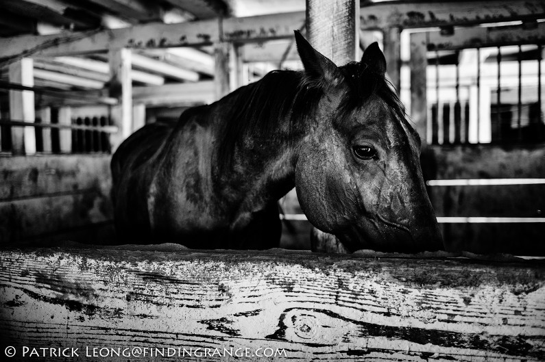 Leica-M9-35mm-Summicron-ASPH-Lancaster-Pennsylvania-Amish-Farm-Horse