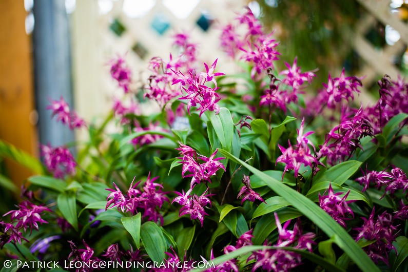 Deep-Cut-Orchid-Society-18th-Annual-Orchid-Show-Leica-M-Typ-240-50mm-Summilux-ASPH-1