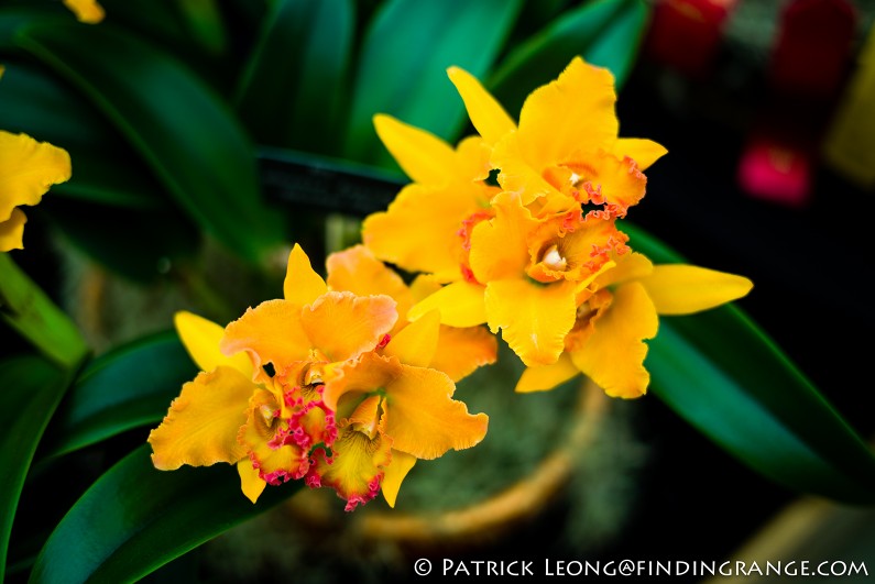 Deep-Cut-Orchid-Society-18th-Annual-Orchid-Show-Leica-M-Typ-240-50mm-Summilux-ASPH-11