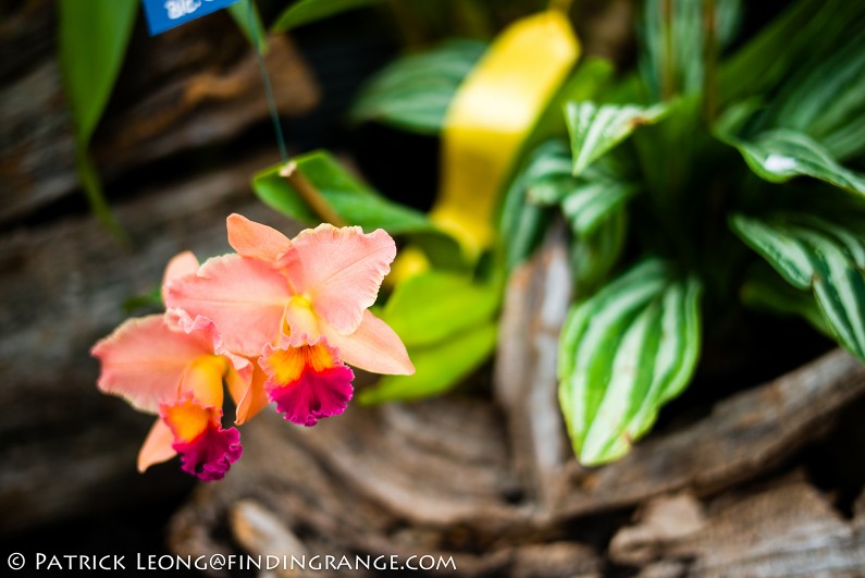 Deep-Cut-Orchid-Society-18th-Annual-Orchid-Show-Leica-M-Typ-240-50mm-Summilux-ASPH-12