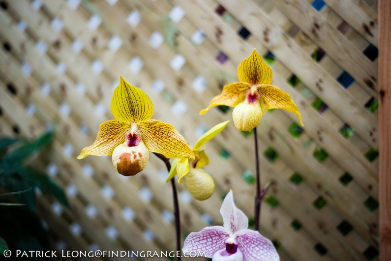 Deep-Cut-Orchid-Society-18th-Annual-Orchid-Show-Leica-M-Typ-240-50mm-Summilux-ASPH-13