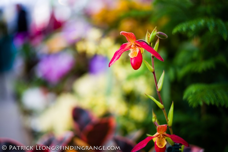 Deep-Cut-Orchid-Society-18th-Annual-Orchid-Show-Leica-M-Typ-240-50mm-Summilux-ASPH-2