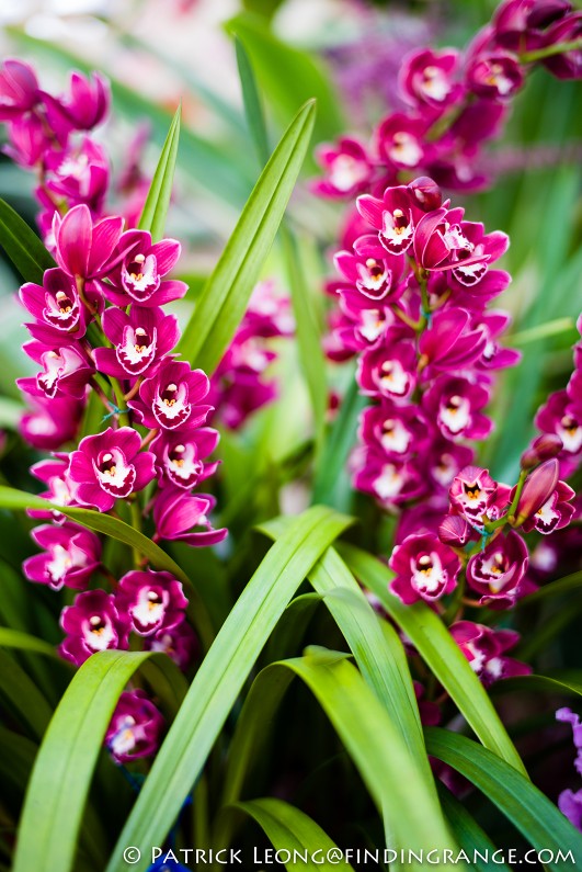 Deep-Cut-Orchid-Society-18th-Annual-Orchid-Show-Leica-M-Typ-240-50mm-Summilux-ASPH-4