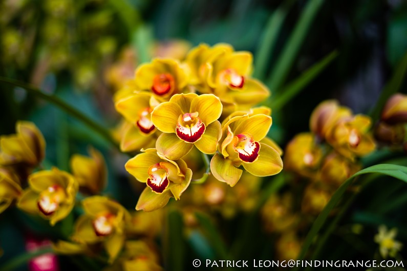 Deep-Cut-Orchid-Society-18th-Annual-Orchid-Show-Leica-M-Typ-240-50mm-Summilux-ASPH-5