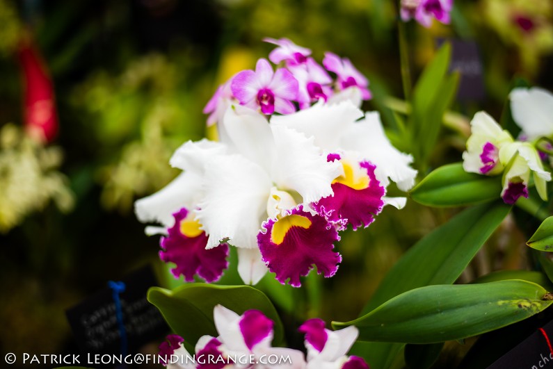 Deep-Cut-Orchid-Society-18th-Annual-Orchid-Show-Leica-M-Typ-240-50mm-Summilux-ASPH-6