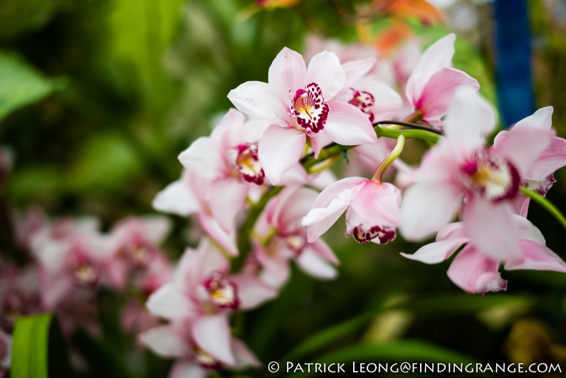 Deep-Cut-Orchid-Society-18th-Annual-Orchid-Show-Leica-M-Typ-240-50mm-Summilux-ASPH-7