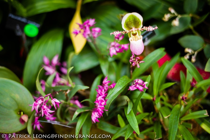 Deep-Cut-Orchid-Society-18th-Annual-Orchid-Show-Leica-M-Typ-240-50mm-Summilux-ASPH-8