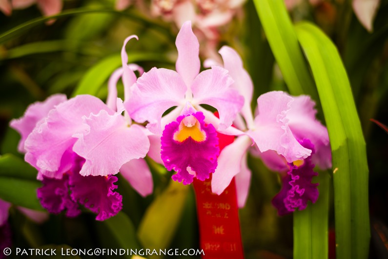 Deep-Cut-Orchid-Society-18th-Annual-Orchid-Show-Leica-M-Typ-240-50mm-Summilux-ASPH-9