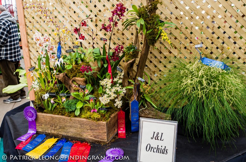 Deep-Cut-Orchid-Society-18th-Annual-Orchid-Show-Leica-X-Typ-113-4