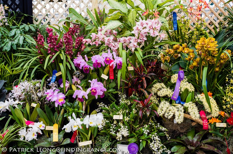 Deep-Cut-Orchid-Society-18th-Annual-Orchid-Show-Leica-X-Typ-113-5