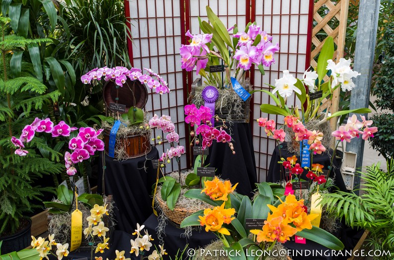 Deep-Cut-Orchid-Society-18th-Annual-Orchid-Show-Leica-X-Typ-113-6