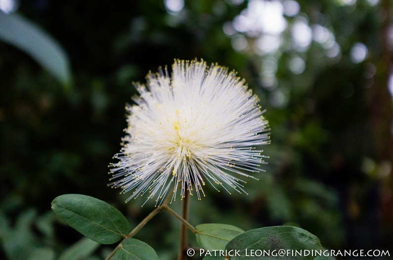 Leica-X-Typ-113-Holiday-Train-Show-Botanical-Garden-NY-4