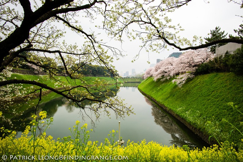 Leica-M-Typ-240-21mm-Summilux-Cherry-Blossom-Tree-Kitanomaru-Park-Chiyoda-Toyko-Japan-1