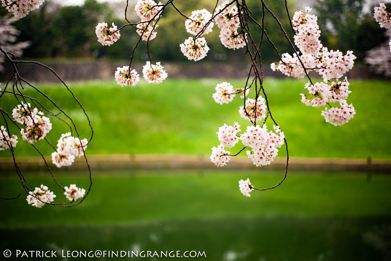 Leica-M-Typ-240-21mm-Summilux-Cherry-Blossom-Tree-Kitanomaru-Park-Chiyoda-Toyko-Japan-2