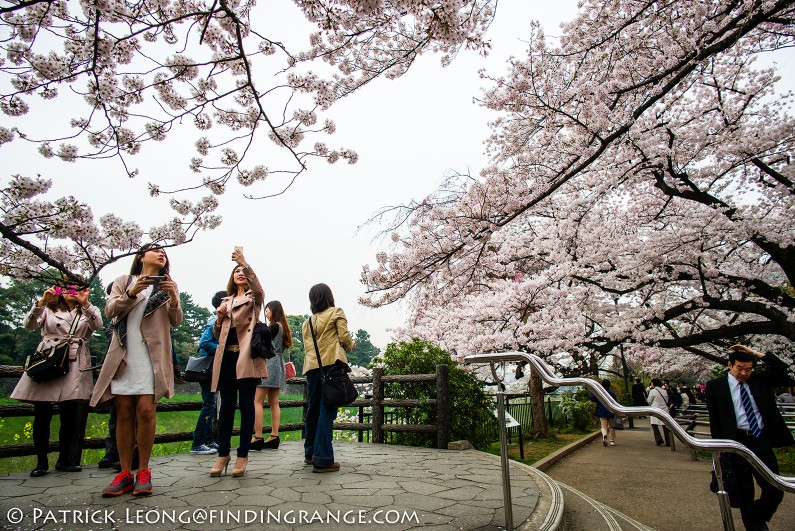 Leica-M-Typ-240-21mm-Summilux-Cherry-Blossom-Tree-Kitanomaru-Park-Chiyoda-Toyko-Japan-3