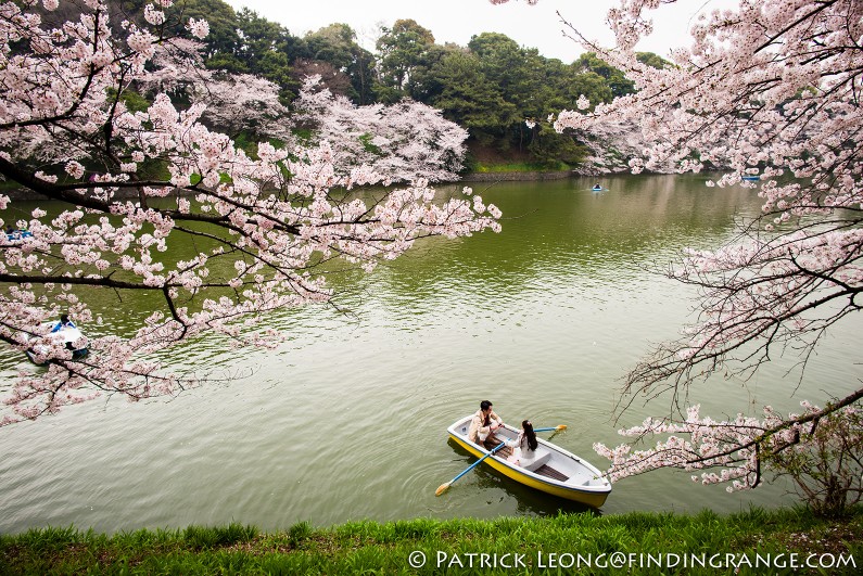 Leica-M-Typ-240-21mm-Summilux-Cherry-Blossom-Tree-Kitanomaru-Park-Chiyoda-Toyko-Japan-4