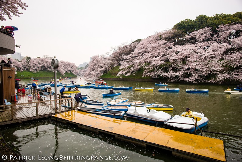 Leica-M-Typ-240-21mm-Summilux-Cherry-Blossom-Tree-Kitanomaru-Park-Chiyoda-Toyko-Japan-5