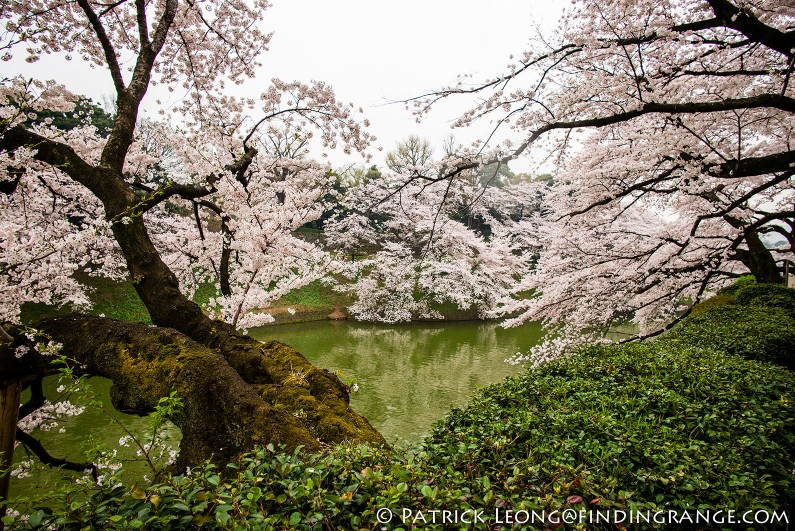 Leica-M-Typ-240-21mm-Summilux-Cherry-Blossom-Tree-Kitanomaru-Park-Chiyoda-Toyko-Japan-6