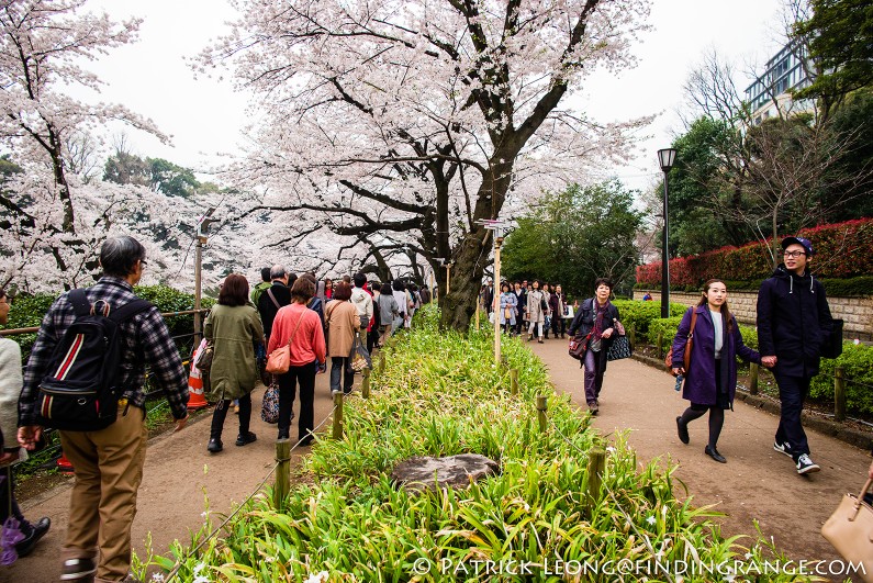 Leica-M-Typ-240-21mm-Summilux-Cherry-Blossom-Tree-Kitanomaru-Park-Chiyoda-Toyko-Japan-7