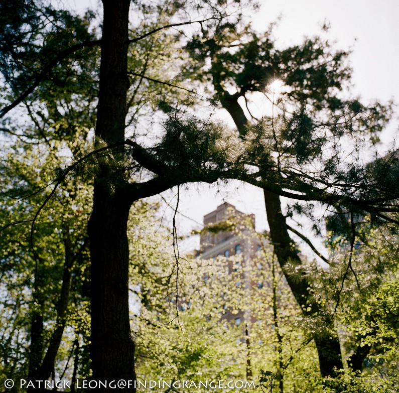 Hasselblad-503CW-Millennium-80mm-Planar-F2.8-CFE-Kodak-Portra-400-Prospect-Park-Brooklyn-New-York-2