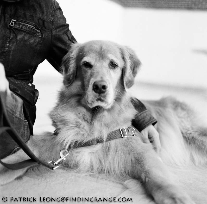 Hasselblad-503CW-Millennium-80mm-Planar-F2.8-CFE-Kodak-T-Max-400-Portrait-Golden-Retriever-Dog-Brooklyn-New-York-1