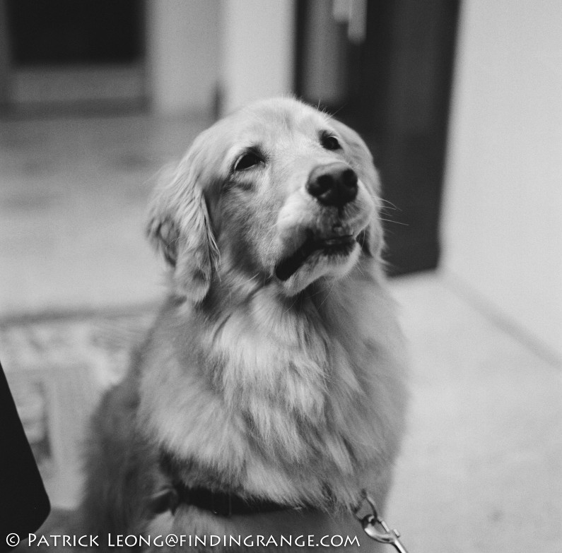 Hasselblad-503CW-Millennium-80mm-Planar-F2.8-CFE-Kodak-T-Max-400-Portrait-Golden-Retriever-Dog-Brooklyn-New-York-2