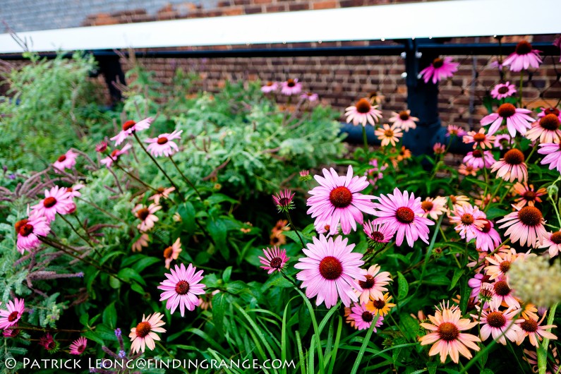 Fuji-X-E2-XF-16mm-F1.4-R-Lens-Bokeh-Flowers-New-York-City-High-Line