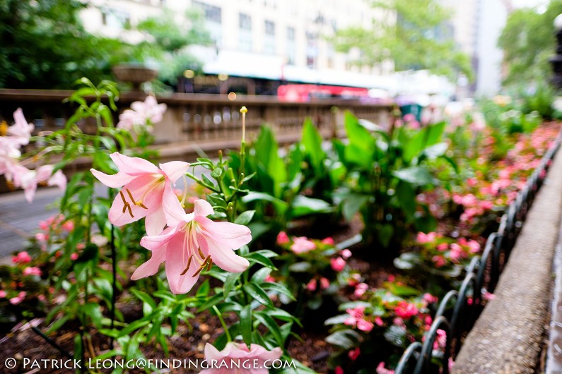 Fuji-X-E2-XF-16mm-F1.4-R-Lens-Bokeh-Flowers-New-York-Public-Library