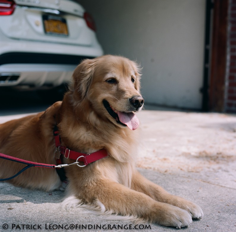 Hasselblad-503CW-Millennium-80mm-Planar-Kodak-Portra-400-Golden-Retriever-Dog-1