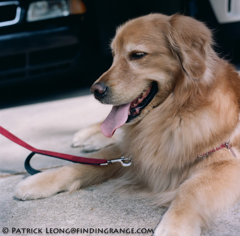 Hasselblad-503CW-Millennium-80mm-Planar-Kodak-Portra-400-Golden-Retriever-Dog-2