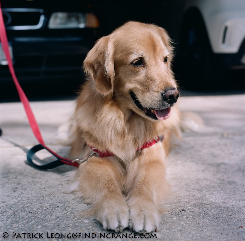 Hasselblad-503CW-Millennium-80mm-Planar-Kodak-Portra-400-Golden-Retriever-Dog-3