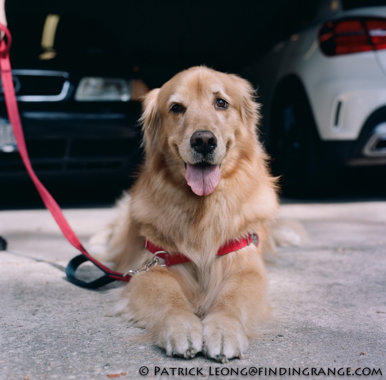 Hasselblad-503CW-Millennium-80mm-Planar-Kodak-Portra-400-Golden-Retriever-Dog-4