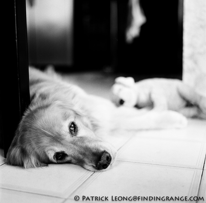 Hasselblad-503cw-Millennium-80mm-Planar-Golden-Retriever-Dog