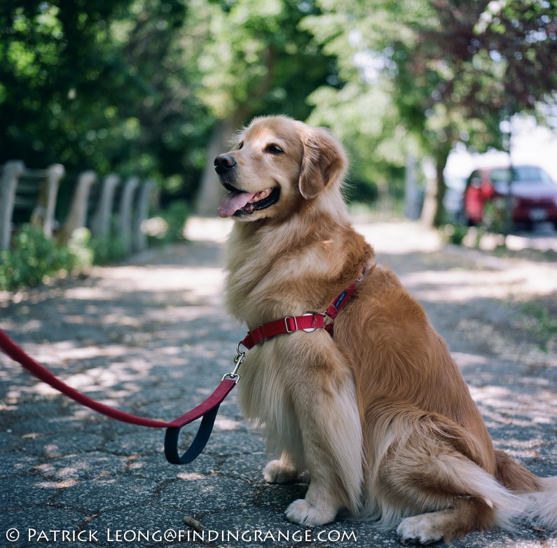 Hasselblad-503cw-Millennium-80mm-Planar-New-York-City-Bayridge-Shore-Road-Golden-Retriever-Dog