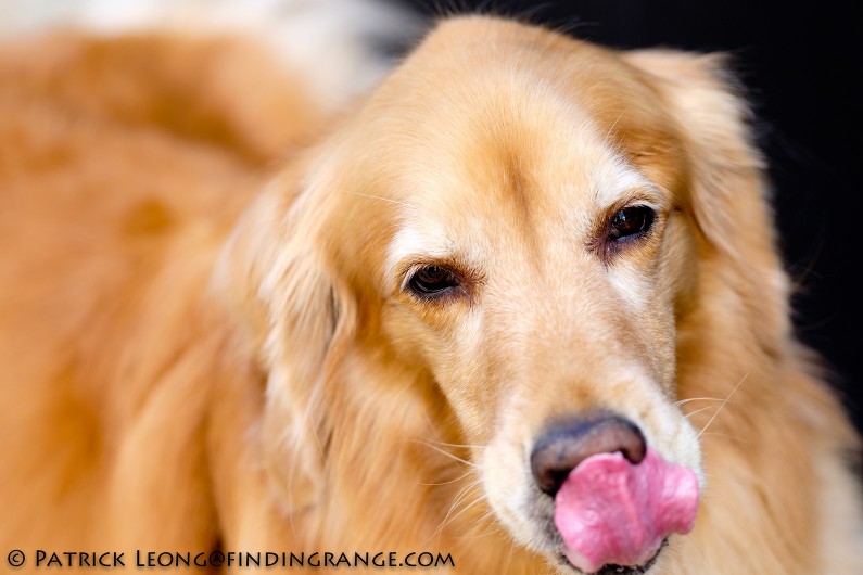 Fuji-X-T1-XF-90mm-F2-LM-WR-Lens-Golden-Retriever-Dog-Bokeh-3