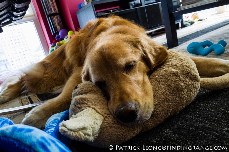 Leica-Q-Typ-116-Golden-Retriever